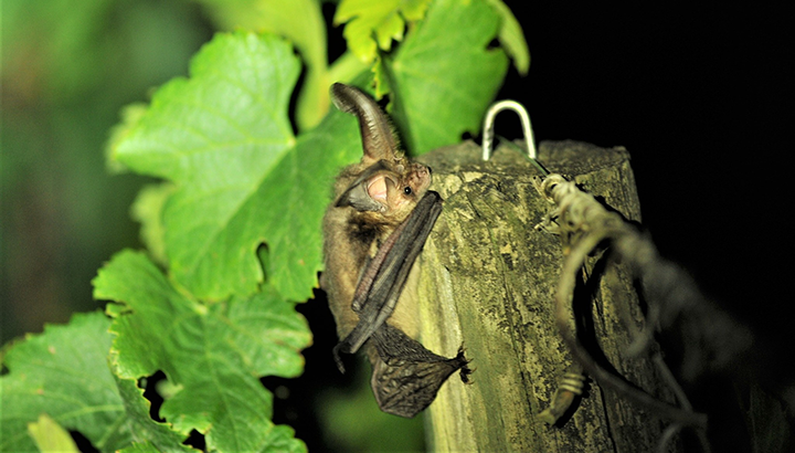 Vignobles et chauves-souris à Saint-Emilion : découvrez le projet en vidéo !